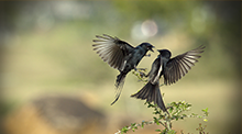 Love Is In The Air 验证码轰炸